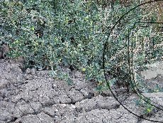 Бешенный огурец обыкновенный 002